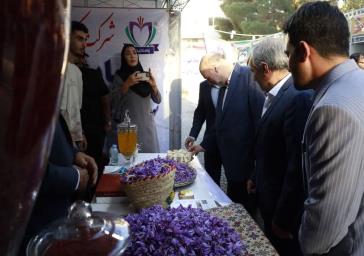 برگزاری سومین جشنواره برداشت زعفران در مزارع منجیل‌آباد با حضور معاون سیاسی استانداری تهران